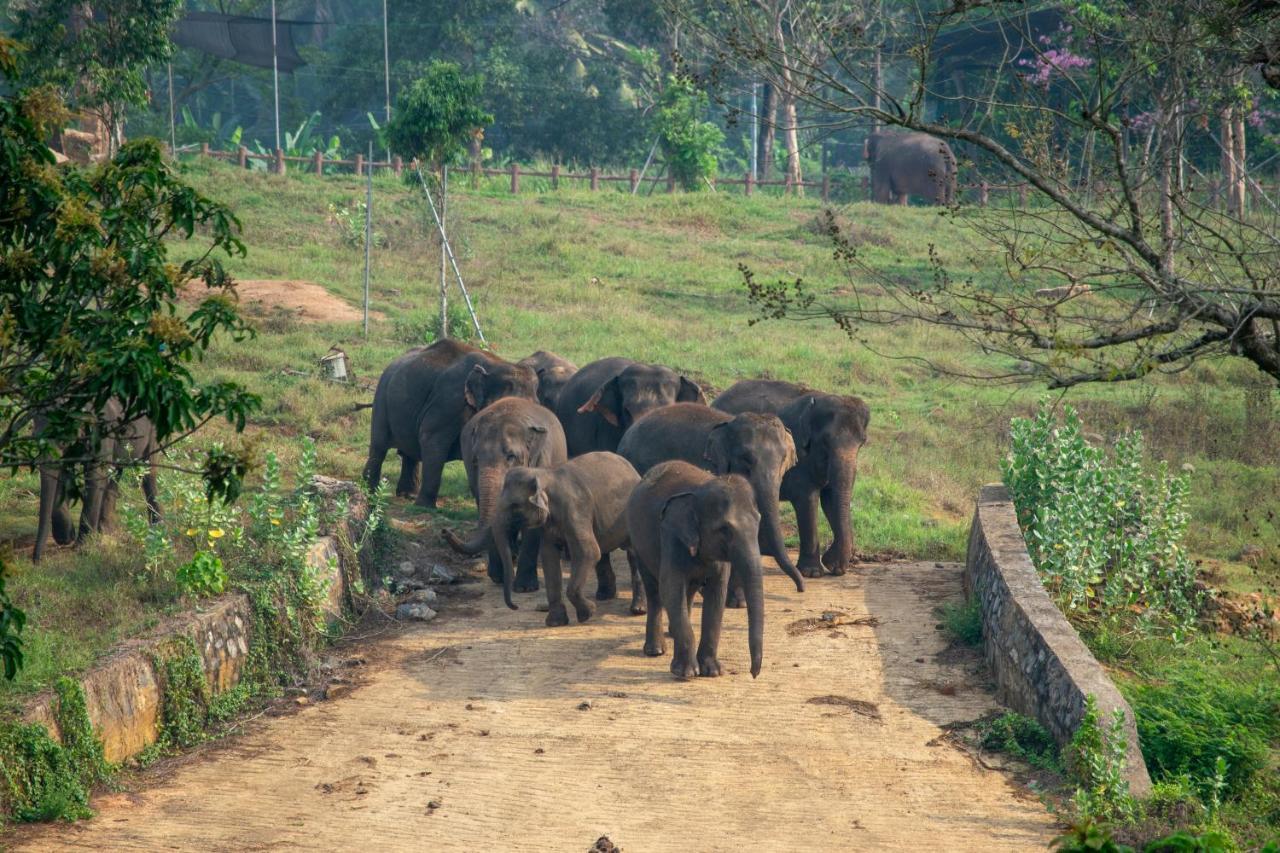 Pinnawala Elephant Front View Hotel Rambukkana Exterior photo
